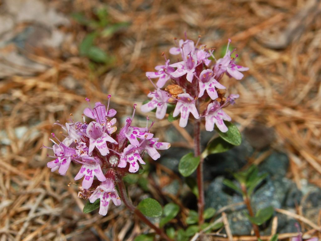 Piccoli fiori screziati - Thymus sp